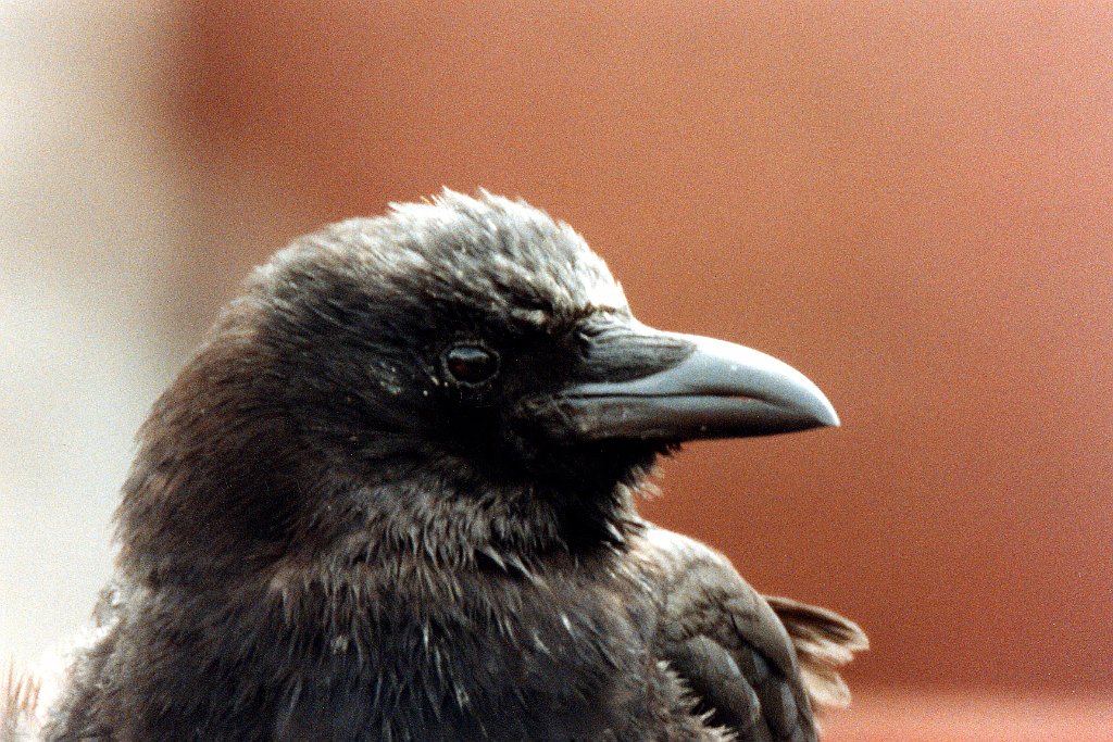 Crow, Northwestern 1 B02P90I01 1993-05 Haines.jpg - Northwestern Crow